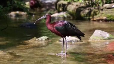 Parlak aynak, Plegadis falcinellus, Threskiornithidae familyasından bir kuş türü..