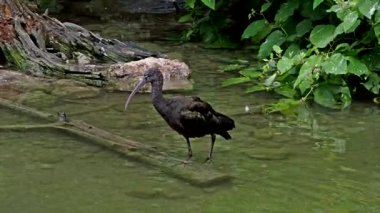 Parlak aynak, Plegadis falcinellus, Threskiornithidae familyasından bir kuş türü..