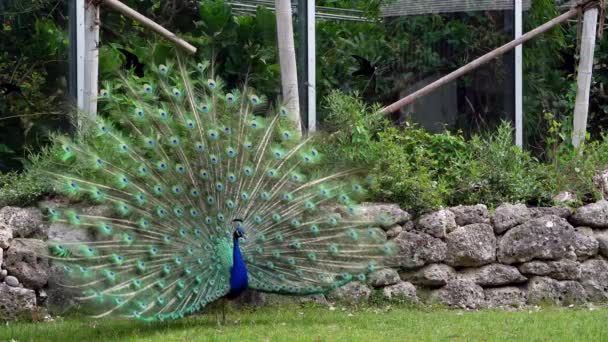 Индийские Peafowl Голубые Peafowl Паво Cristatus Является Большой Ярко Окрашенной — стоковое видео