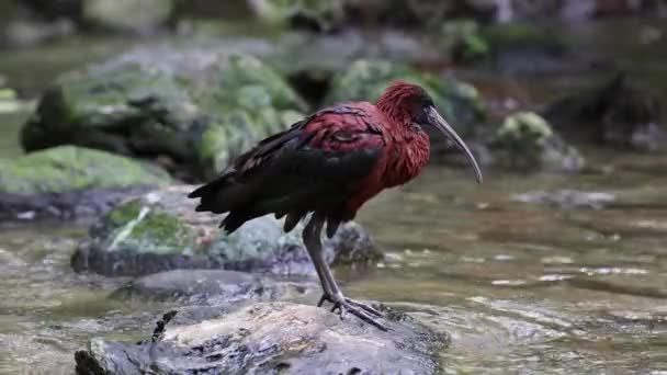 Der Glossy Ibis Plegadis Falcinellus Ist Ein Watvogel Aus Der — Stockvideo
