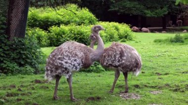 Darwin 'in Rhea' sı, Rhea pennata, daha az Rhea olarak da bilinir..