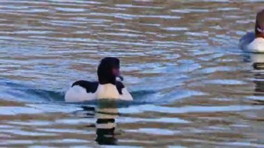 Münih 'teki İngiliz Bahçesi' nde Kleinhesseloher Gölü 'nde yüzen Merganser, Goosander ve Mergus merganser.