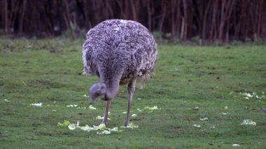 Darwin 'in Rhea' sı, Rhea pennata, daha az Rhea olarak da bilinir..