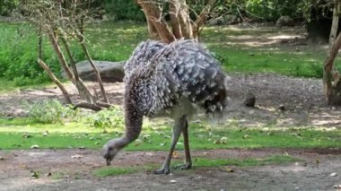 Darwin 'in Rhea' sı, Rhea pennata, daha az Rhea olarak da bilinir..
