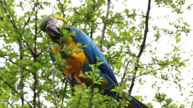 Mavi ve sarı papağan, Ara aratyası, mavi ve altın papağanı olarak da bilinir, çoğunlukla mavi üst kısımları ve açık turuncu alt kısımları olan büyük bir Güney Amerika papağanıdır.