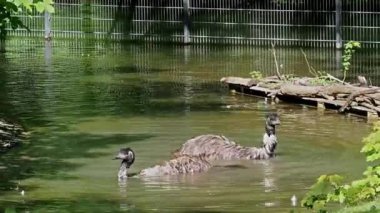 Dromaius novaehollandiae, devekuşunun ratit akrabası olan devekuşundan sonra yaşayan en büyük ikinci kuş türüdür. Avustralya 'ya özgüdür.