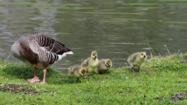 Küçük bebekleri olan gri lag kazları ailesi. Gri-lag kaz, Anser anser, Anatidae familyasından bir kaz türü.