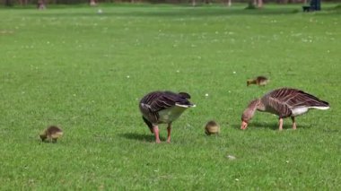 Küçük bebekleri olan gri lag kazları ailesi. Gri-lag kaz, Anser anser, Anatidae familyasından bir kaz türü.