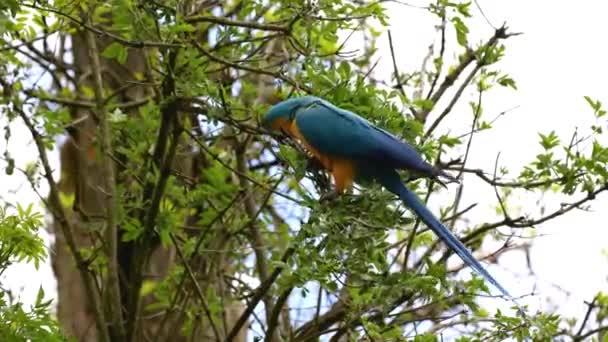 Blauwgele Ara Ara Ararauna Een Grote Zuid Amerikaanse Papegaai Uit — Stockvideo