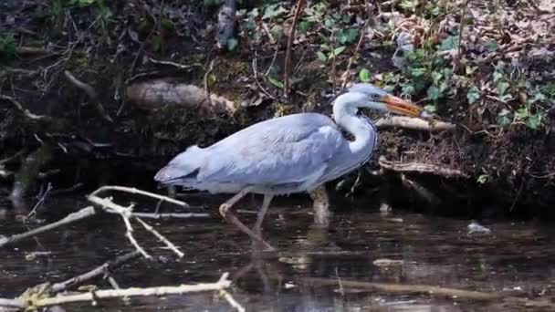 Grey Heron Ardea Cinerea Masivní Šedý Pták Brodící Plochým Jezerem — Stock video