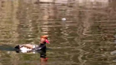 Kırmızı ibikli Pochard, Netta rufina büyük bir dalış ördeğidir. Burada Münih, Almanya 'da bir gölde