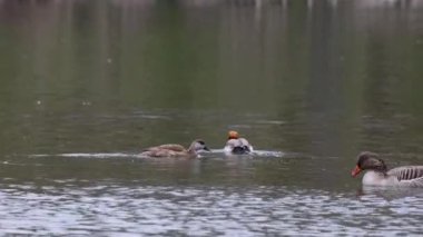 Kırmızı ibikli Pochard, Netta rufina büyük bir dalış ördeğidir. Burada Münih, Almanya 'da bir gölde