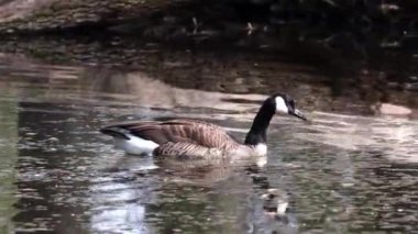 Kanada Kaz Kaz, Branta Kanadensis Almanya 'da Münih yakınlarında bir gölde. Siyah kafası ve boynu olan bir kaz, yüzünde beyaz lekeler ve kahverengimsi gri bir vücut..