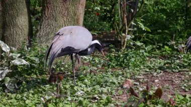 Demokiselle Crane, Anthropoides başak ailesi ve genç yavruları gün boyunca açık yeşil çayırlarda yaşıyorlar. Orta Avrupa 'da bulunan bir turna türüdür.