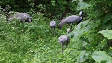 Demokiselle Crane, Anthropoides başak ailesi ve genç yavruları gün boyunca açık yeşil çayırlarda yaşıyorlar. Orta Avrupa 'da bulunan bir turna türüdür.
