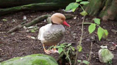 Kırmızı ibikli Pochard, Netta rufina büyük bir dalış ördeğidir. Burada Münih, Almanya 'da bir gölde