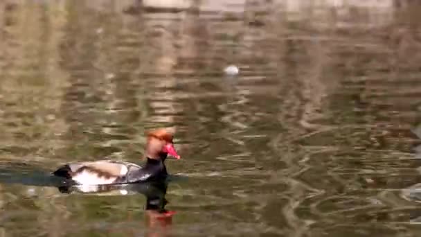 Red Crested Pochard Netta Rufina Large Diving Duck Here Lake — Stock Video