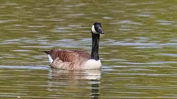 Canada Goose Branta Canadensis Lake Munich Germany Goose Black Head — Stock Video