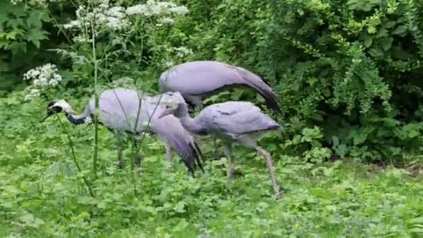 크레인 Demoiselle Crane 안트로 피데스 Anthropoides Virgo 과어린 초원에서 지역에서 — 비디오
