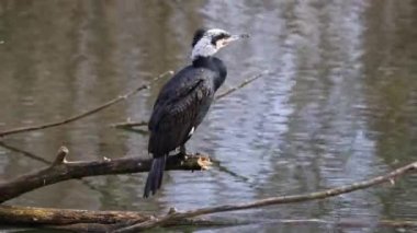 Kuzey yarımküre boyunca büyük siyah karabatak olarak bilinen büyük karabatak, Avustralya 'daki siyah karabatak ve Yeni Zelanda' nın daha güneyindeki siyah karabatak