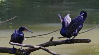 Kuzey yarımküre boyunca büyük siyah karabatak olarak bilinen büyük karabatak, Avustralya 'daki siyah karabatak ve Yeni Zelanda' nın daha güneyindeki siyah karabatak