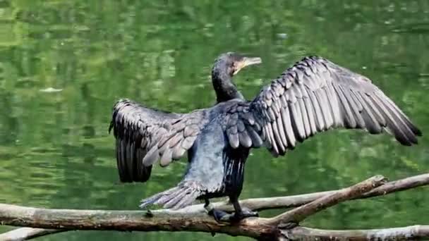 Grande Corvo Marinho Phalacrocorax Carbo Conhecido Como Grande Corvo Marinho — Vídeo de Stock