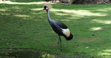 Black Crowned Crane, Balearica pavonina, Gruidae familyasından bir kuş türü..