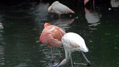 American Flamingo veya Karayip Flamingo, Phoenicopterus ruber. Flamingolar Phoenicopteriformes soyu tükenmemiş tek kuşlardır..