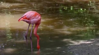 American Flamingo veya Karayip Flamingo, Phoenicopterus ruber. Flamingolar Phoenicopteriformes soyu tükenmemiş tek kuşlardır..