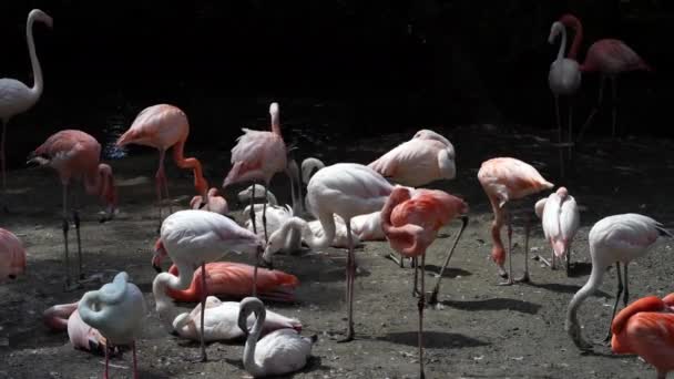 Amerykański Flamingo Lub Karaibski Flamingo Fenicopterus Ruber Flamingi Jedynym Niewymarłym — Wideo stockowe
