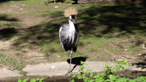 Black Crowned Crane Balearica Pavonina Είναι Ένα Πουλί Στην Οικογένεια — Αρχείο Βίντεο