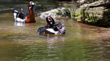 Branta ruficollis, Avrasya 'dan Branta cinsinde parlak işaretli kaz türü, çoğunlukla Taymyr Yarımadası' nda olmak üzere Arktik Sibirya 'da ürer..
