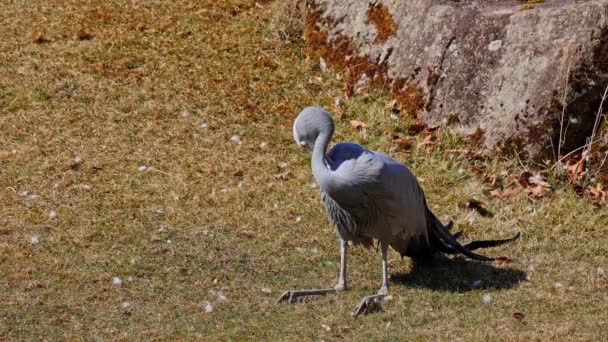 Gru Blu Grus Paradisea Una Specie Uccello Estinzione Endemica Dell — Video Stock