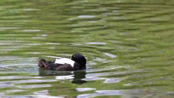 Tufted Pato Aythya Fuligula Pequeño Pato Buceo Nadando Lago Kleinhesseloher — Vídeos de Stock