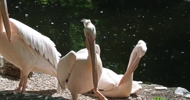 Grote Witte Pelikaan Pelecanus Onocrotalus Een Vogel Uit Familie Pelikaantjes — Stockvideo