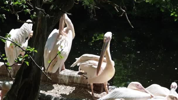 Великий Білий Пелікан Pelecanus Onocrotalus Також Відомий Рожевий Пелікан Птах — стокове відео