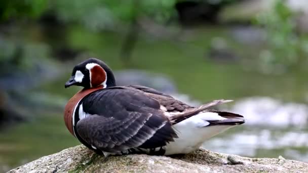 Branta Ruficollis Κοκκινόστηθη Goose Έντονα Σημαδεμένα Είδη Χήνας Του Γένους — Αρχείο Βίντεο