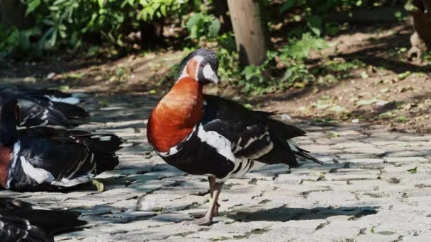 Branta Ruficollis Κοκκινόστηθη Goose Έντονα Σημαδεμένα Είδη Χήνας Του Γένους — Αρχείο Βίντεο