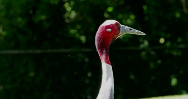 Sarus vinci, Grus antigone Hindistan 'ın Güneydoğu Asya ve Avustralya' nın bazı bölgelerinde bulunan büyük bir göçmen olmayan turnadır.. 