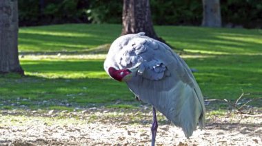 Sarus vinci, Grus antigone Hindistan 'ın Güneydoğu Asya ve Avustralya' nın bazı bölgelerinde bulunan büyük bir göçmen olmayan turnadır.. 