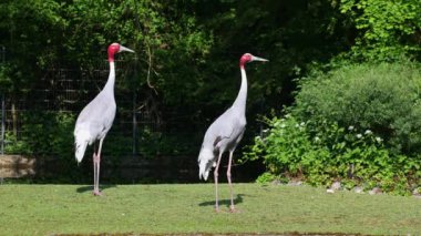 Sarus vinci, Grus antigone Hindistan 'ın Güneydoğu Asya ve Avustralya' nın bazı bölgelerinde bulunan büyük bir göçmen olmayan turnadır.. 