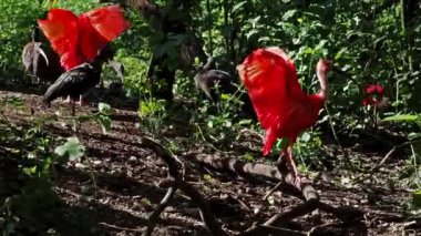 Kızıl aynak, Eudocimus ruber, Threskiornithidae familyasından bir kuş, kabuklu deniz ürünlerinin kırmızımsı renklerine hayran kalmıştır.