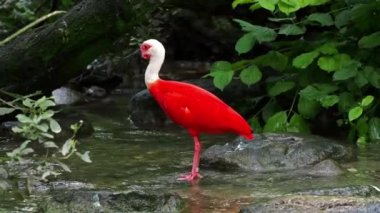 Kızıl aynak, Eudocimus ruber, Threskiornithidae familyasından bir kuş, kabuklu deniz ürünlerinin kırmızımsı renklerine hayran kalmıştır.