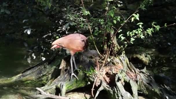 Scarlet Ibis Eudocimus Ruber Pták Čeledi Threskiornithidae Obdivovaný Načervenalým Zbarvením — Stock video