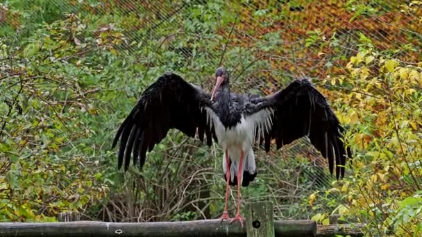 Den Svarta Storken Ciconia Nigra Stor Fågel Storkfamiljen Ciconiidae — Stockvideo