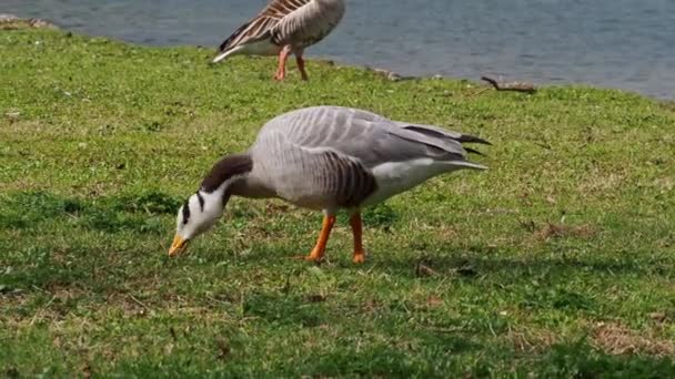 Bar Headed Goose Anser Indicus Goose Breeds Central Asia Colonies — Stock Video