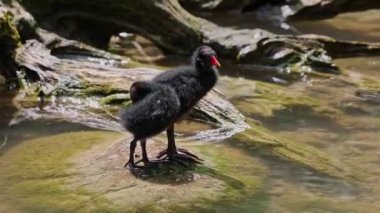 Yavru geyik Gallinula kloropusu olarak da bilinen su tavuğu, bataklık tavuğu ve mavi göl suyunda yüzen sıradan bir gallinül olarak da bilinir.