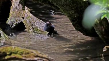 Yavru geyik Gallinula kloropusu olarak da bilinen su tavuğu, bataklık tavuğu ve mavi göl suyunda yüzen sıradan bir gallinül olarak da bilinir.