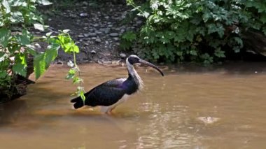 Saman boyunlu Ibis, Threskiornis spinicollis, Threskiornithidae familyasından bir kuş türü..