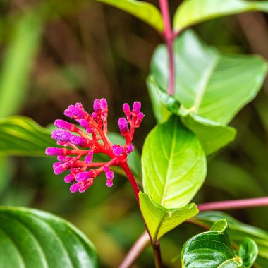 Vale do Capao, Chapada Diamantina, Palmeiras, Bahia, Brezilya 'daki Aguas Claras şelalesinde güzel bir çiçek.